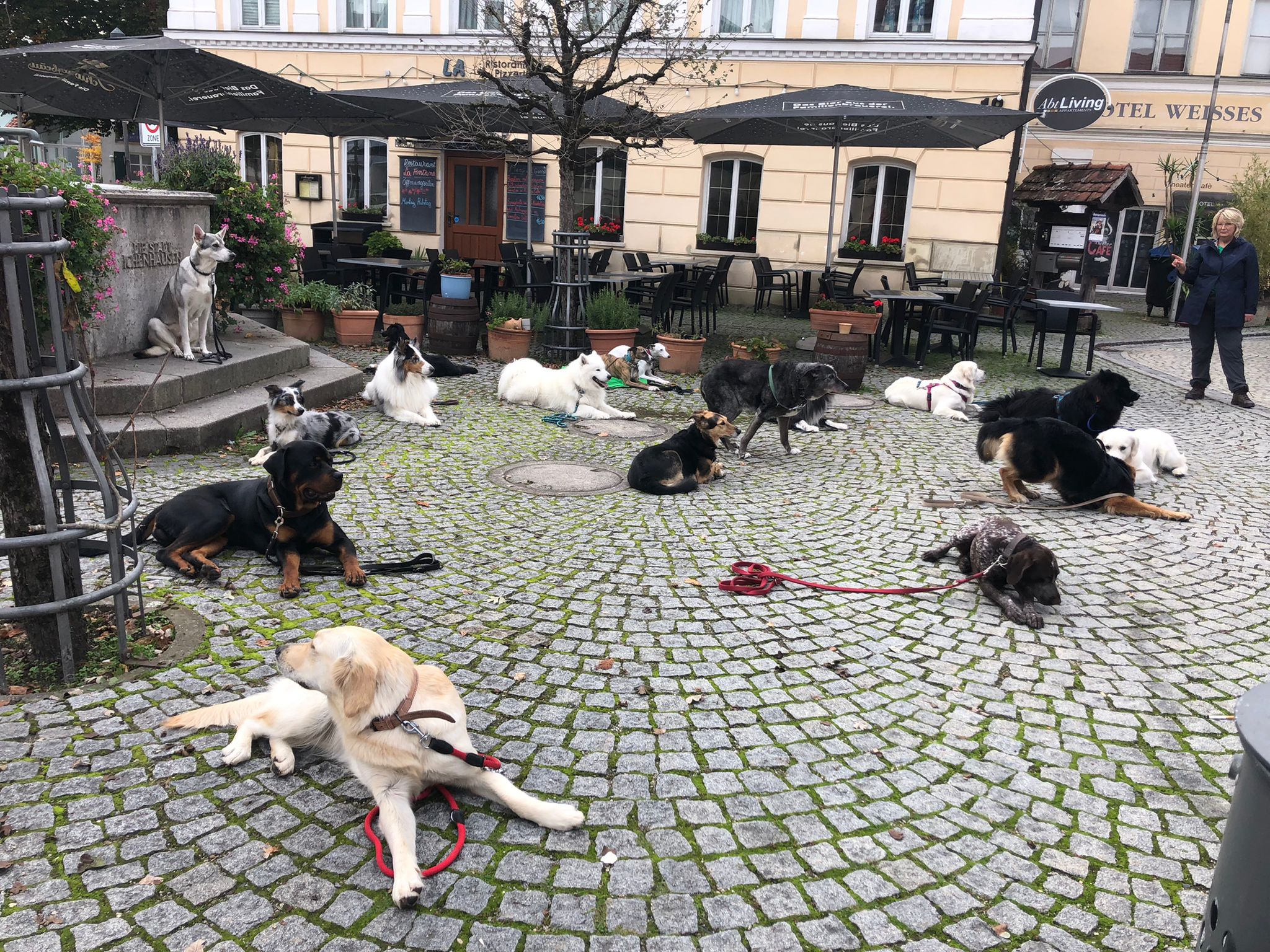 Stadtgang der Hundeschule Waldstetten im Raum Günzburg